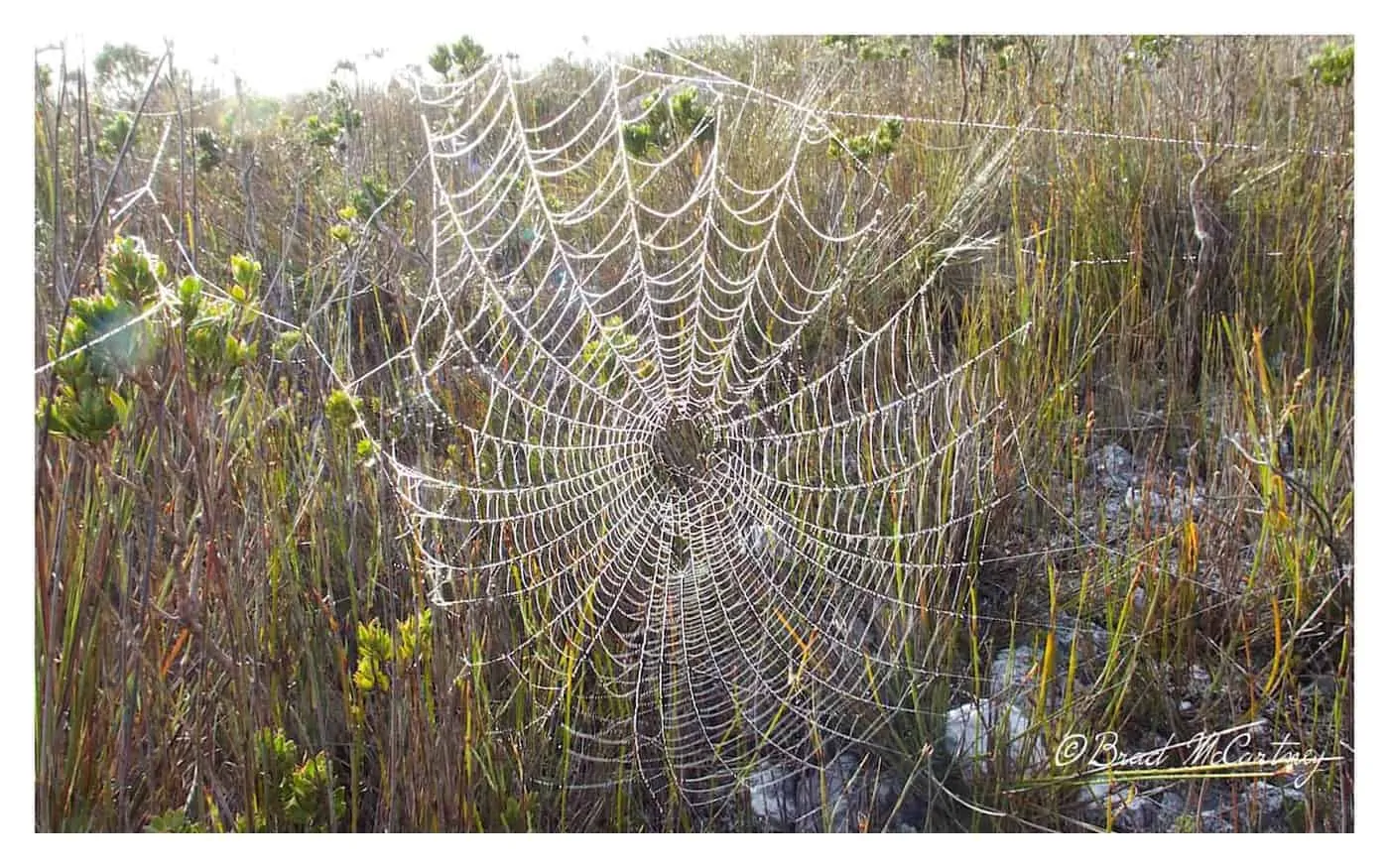 Early morning makes it easy to spot the spiders webs