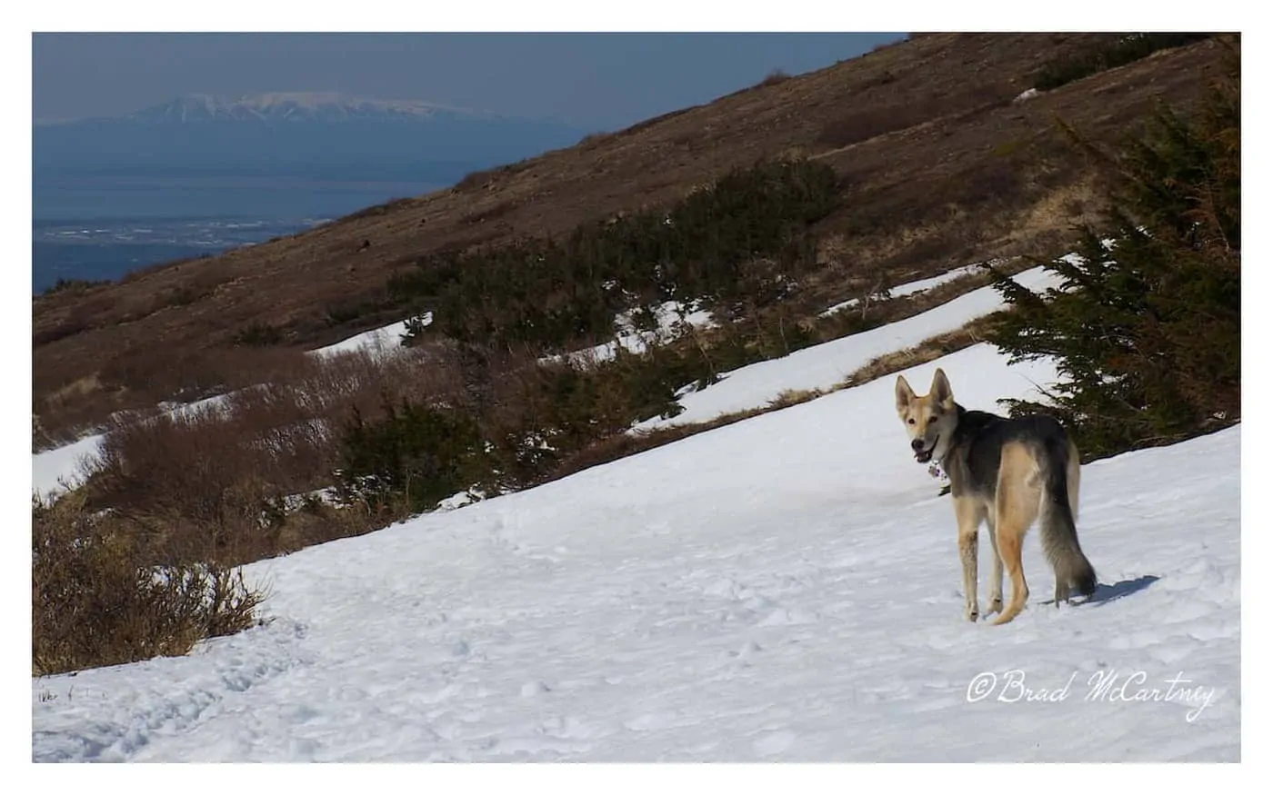 Hannah the Alaskan sled dog