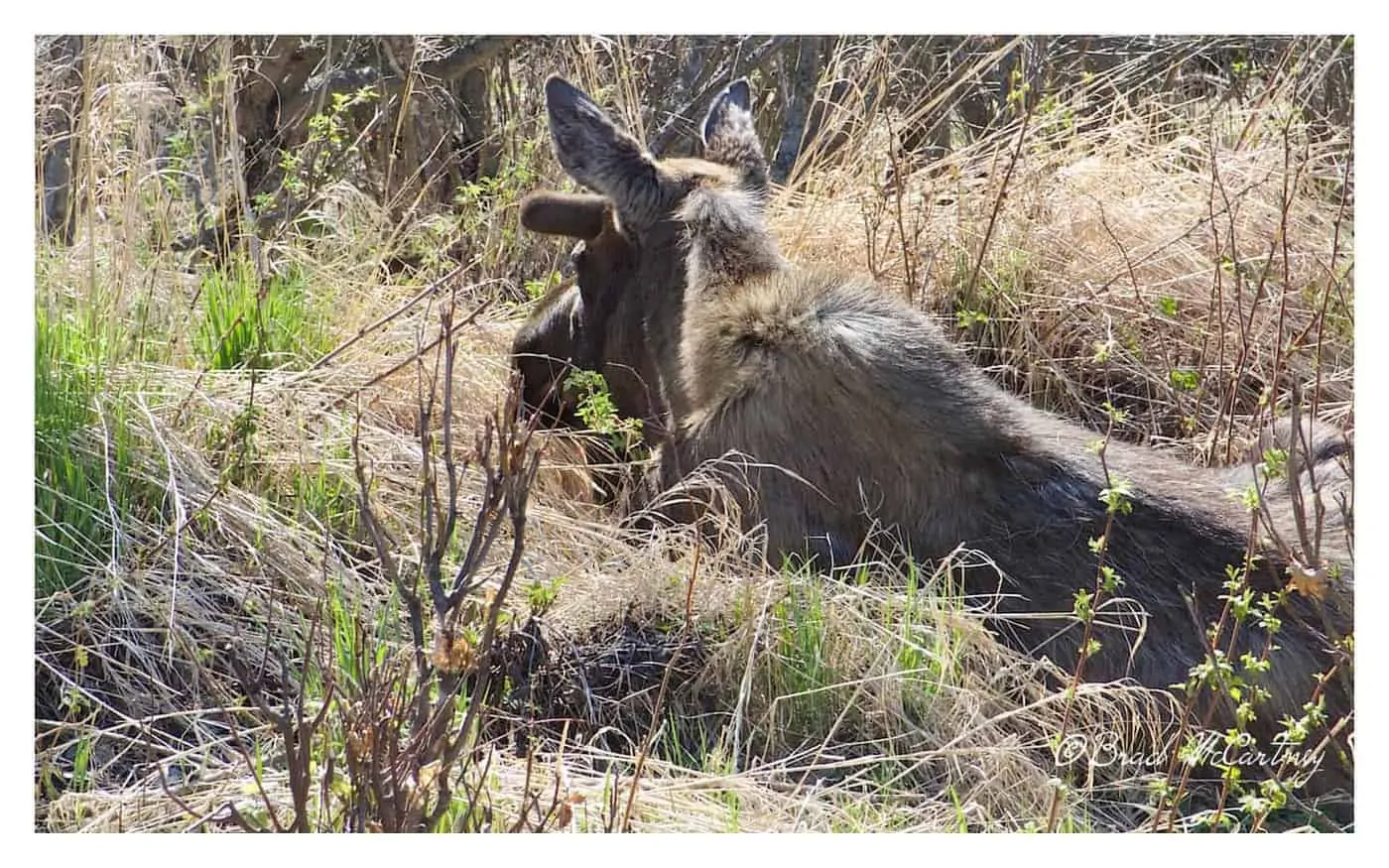 Moose on the second hour of cycling