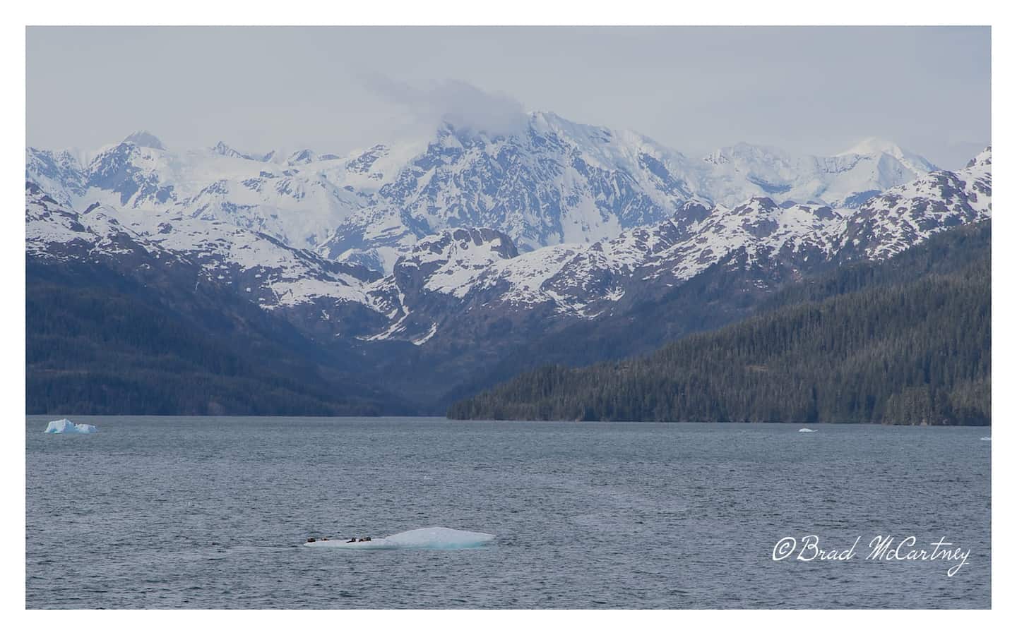 Seals resting on the iceburgs