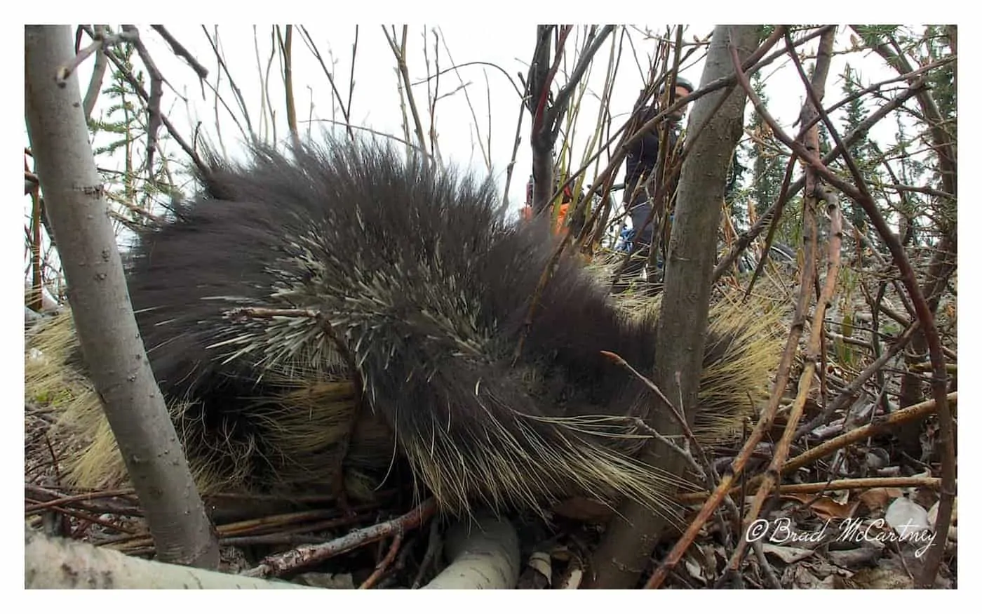 Porcupine in defense mode