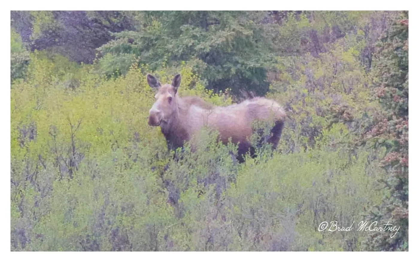 Moose only 5 minutes cycle from camp