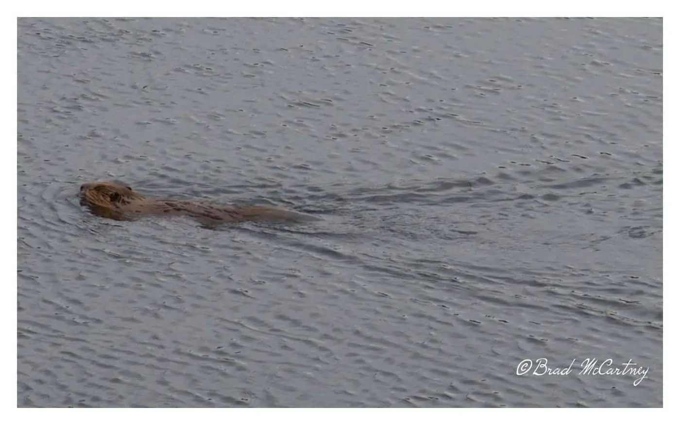 Beaver in a dam next to the Denali Hwy