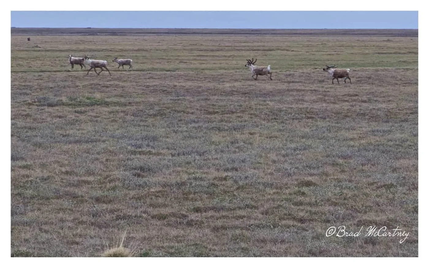 Caribou dalton highway