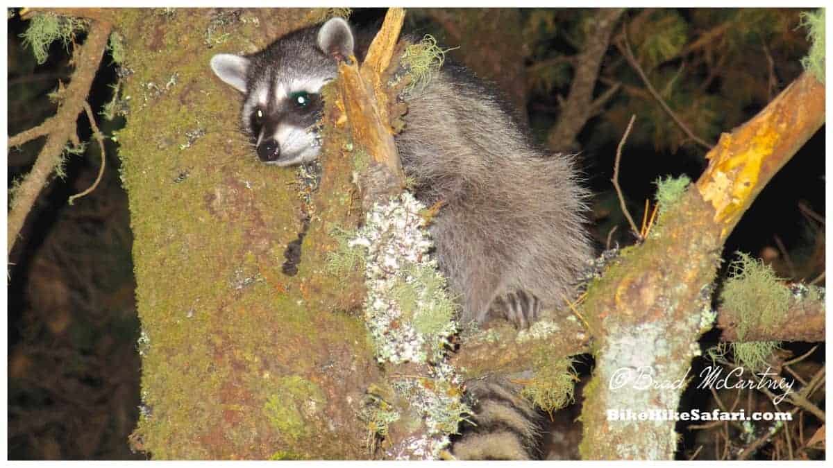 Racoons love getting into food panniers