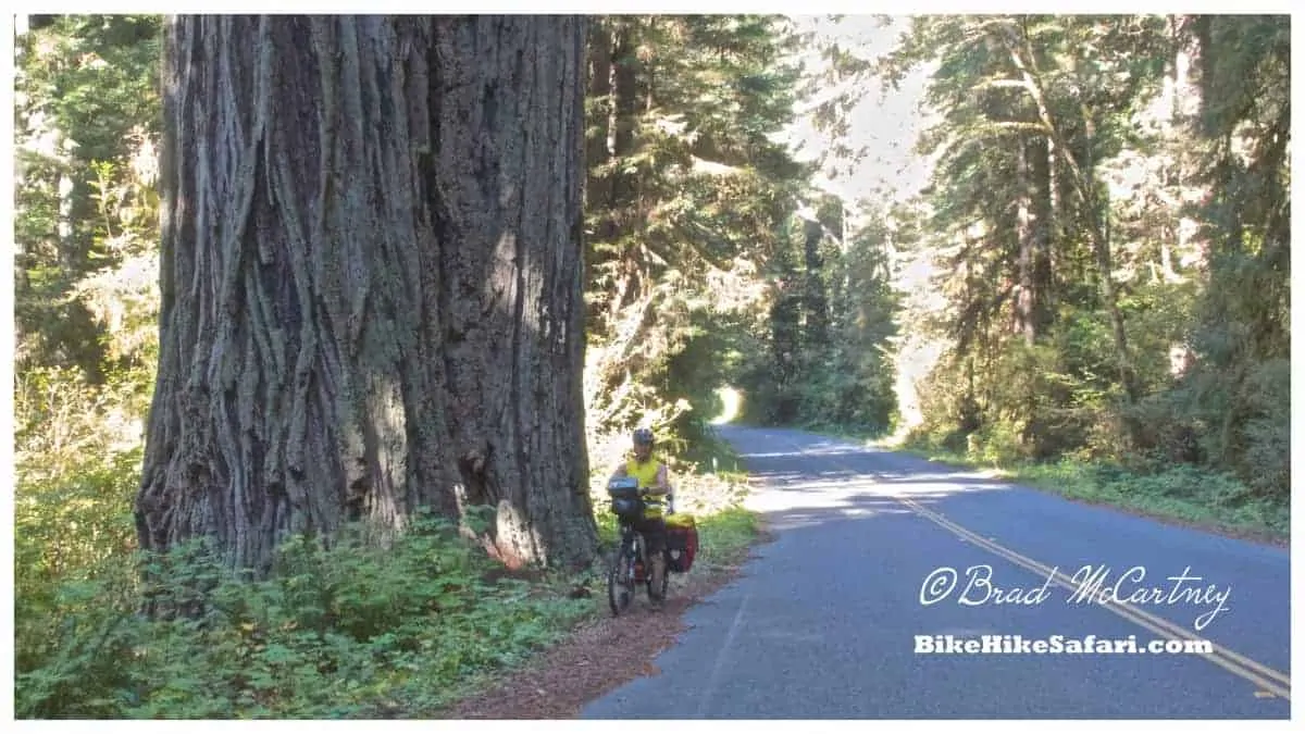 cycling the Redwood in northern california