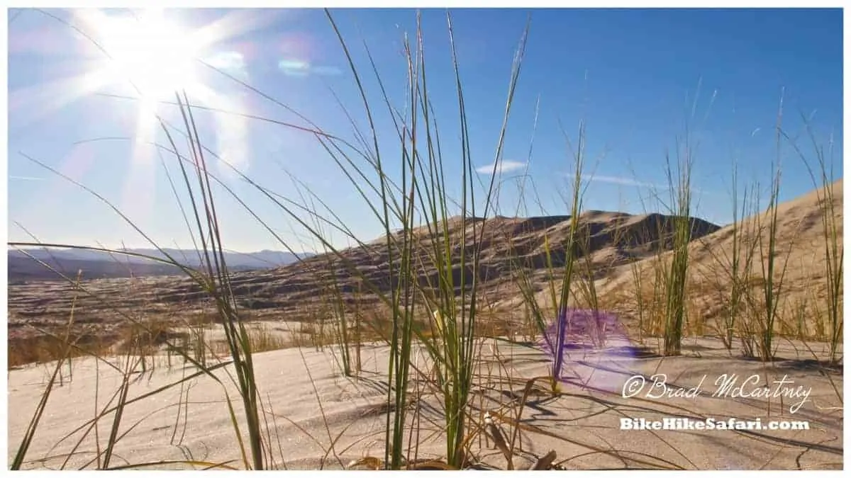 Grasses on the dunes