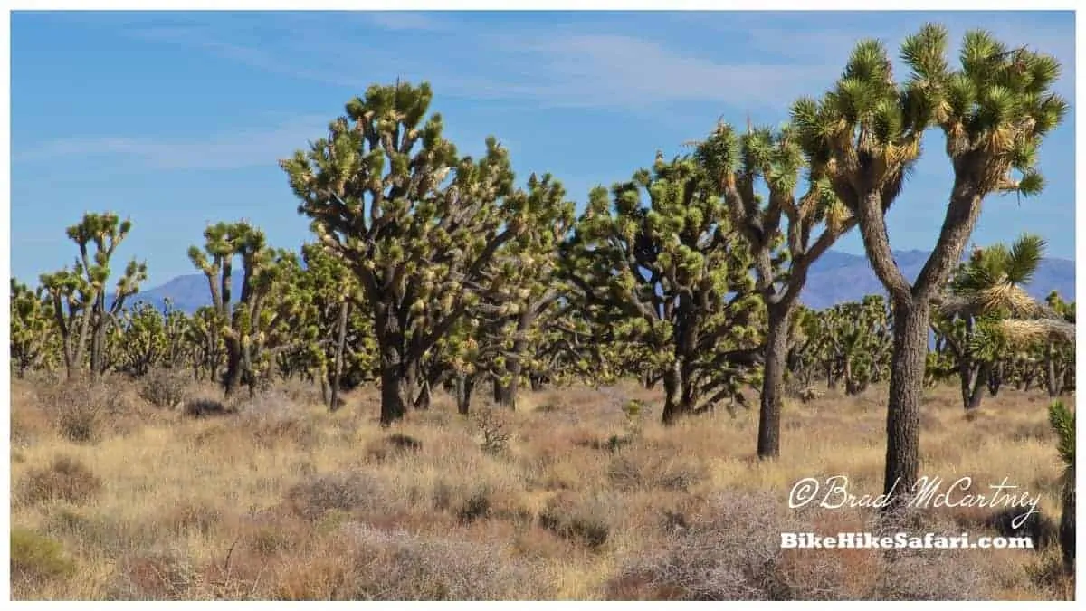 Joshua Trees 