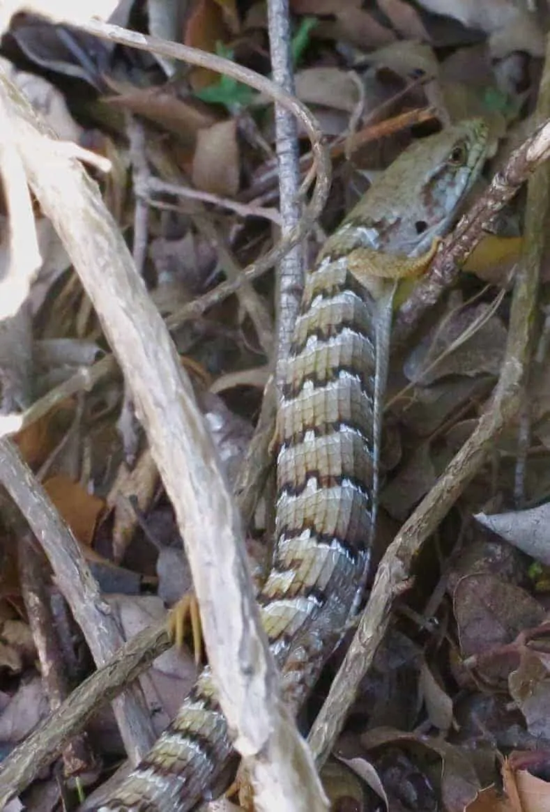 first day of hiking on the PCT and first wildlife