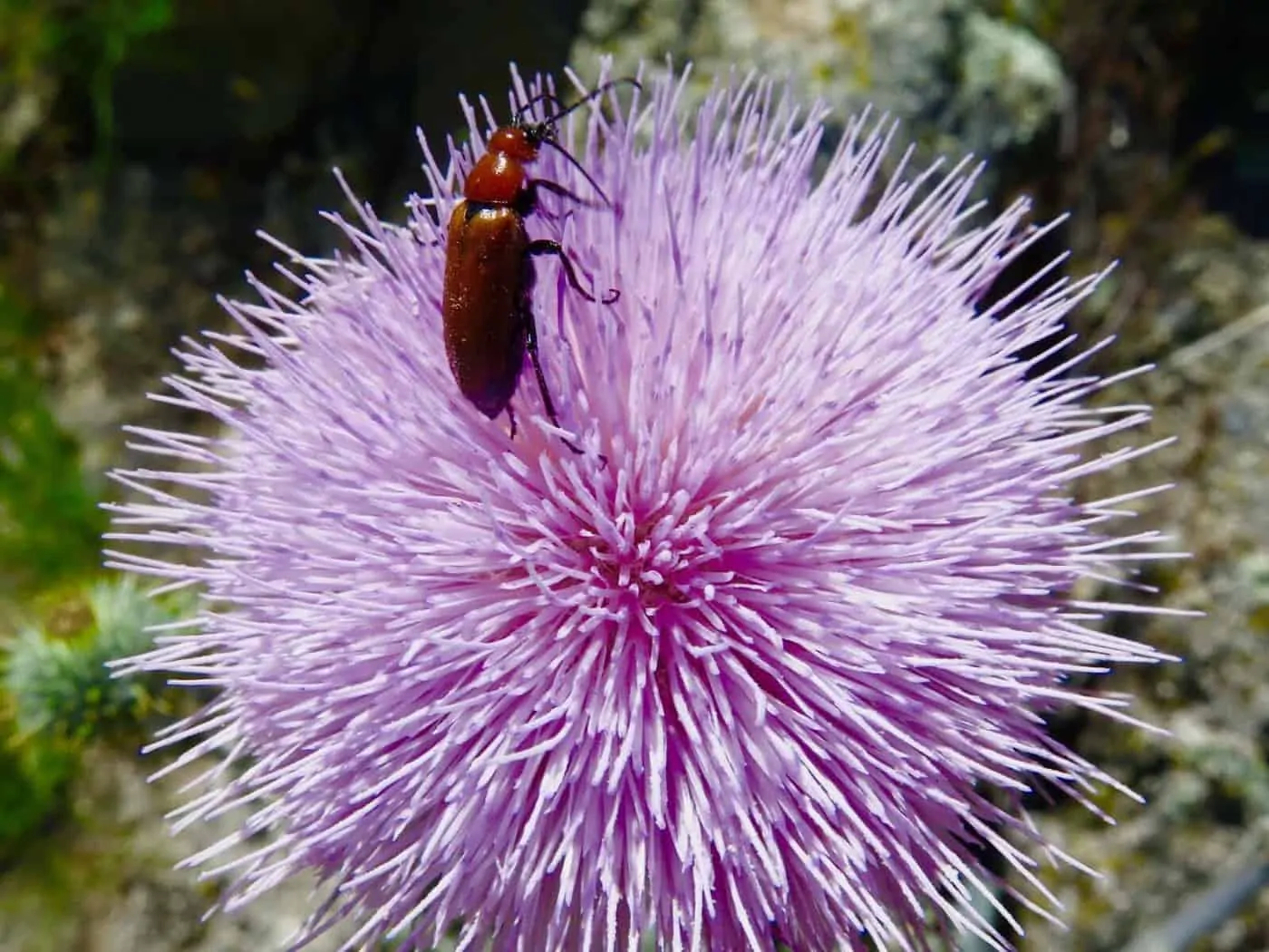 PCT Day 1 with a beetle on a flower