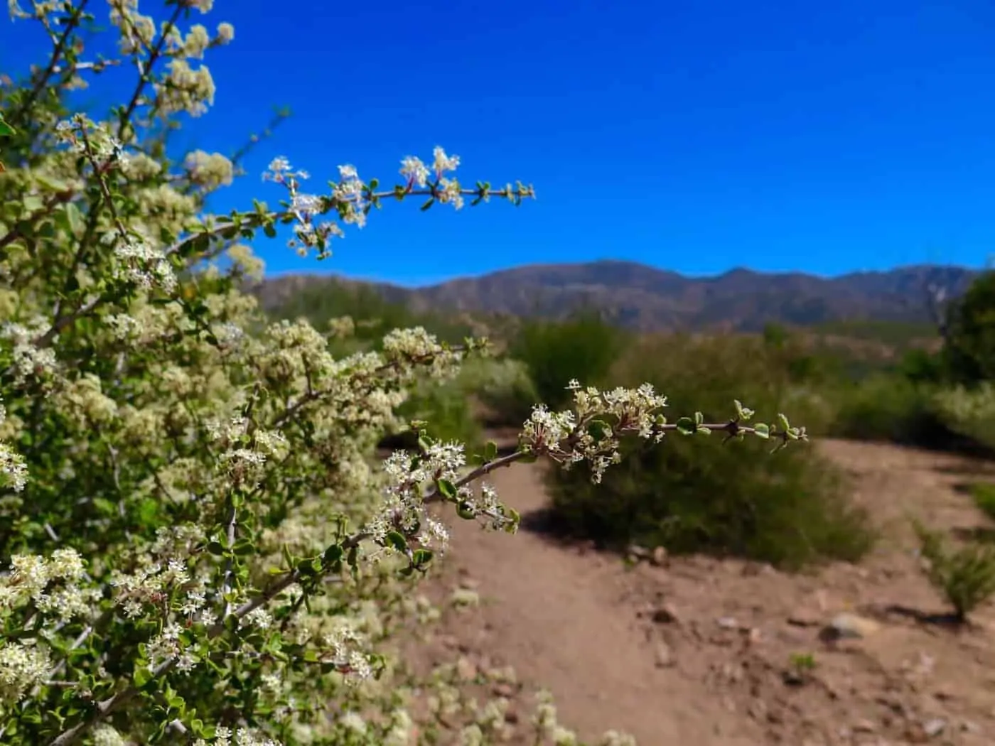 pacific crest trail desert flower