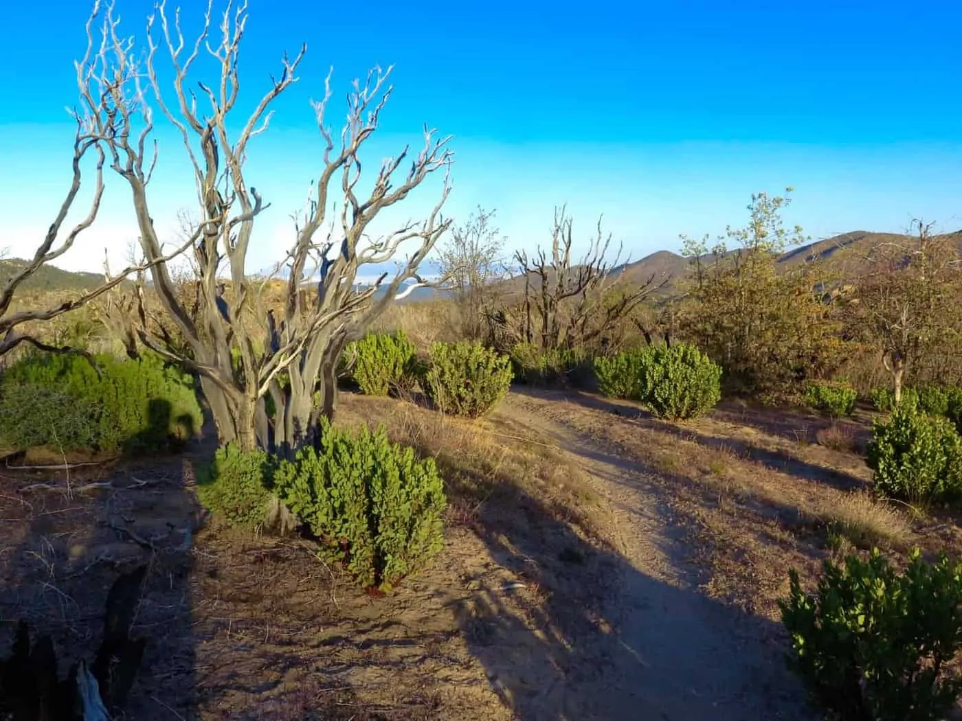 pct desert