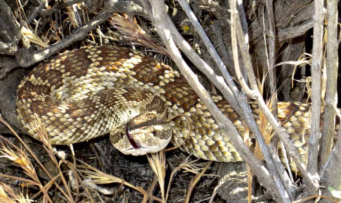 Rattlesnakes