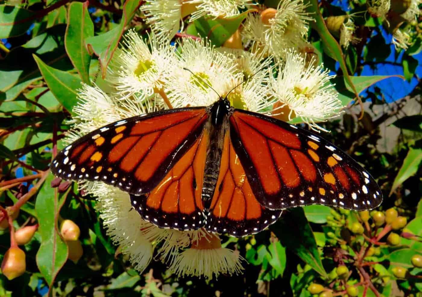 Monarch Butterflies