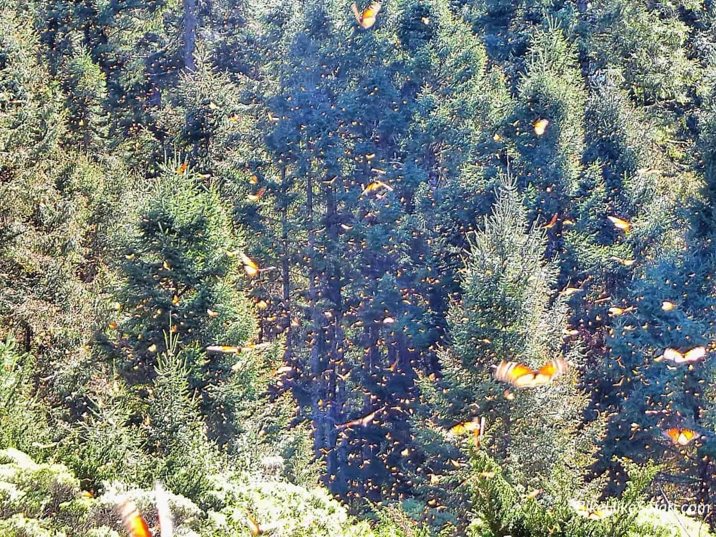 Monarch Butterfly Biosphere Reserve Mexico