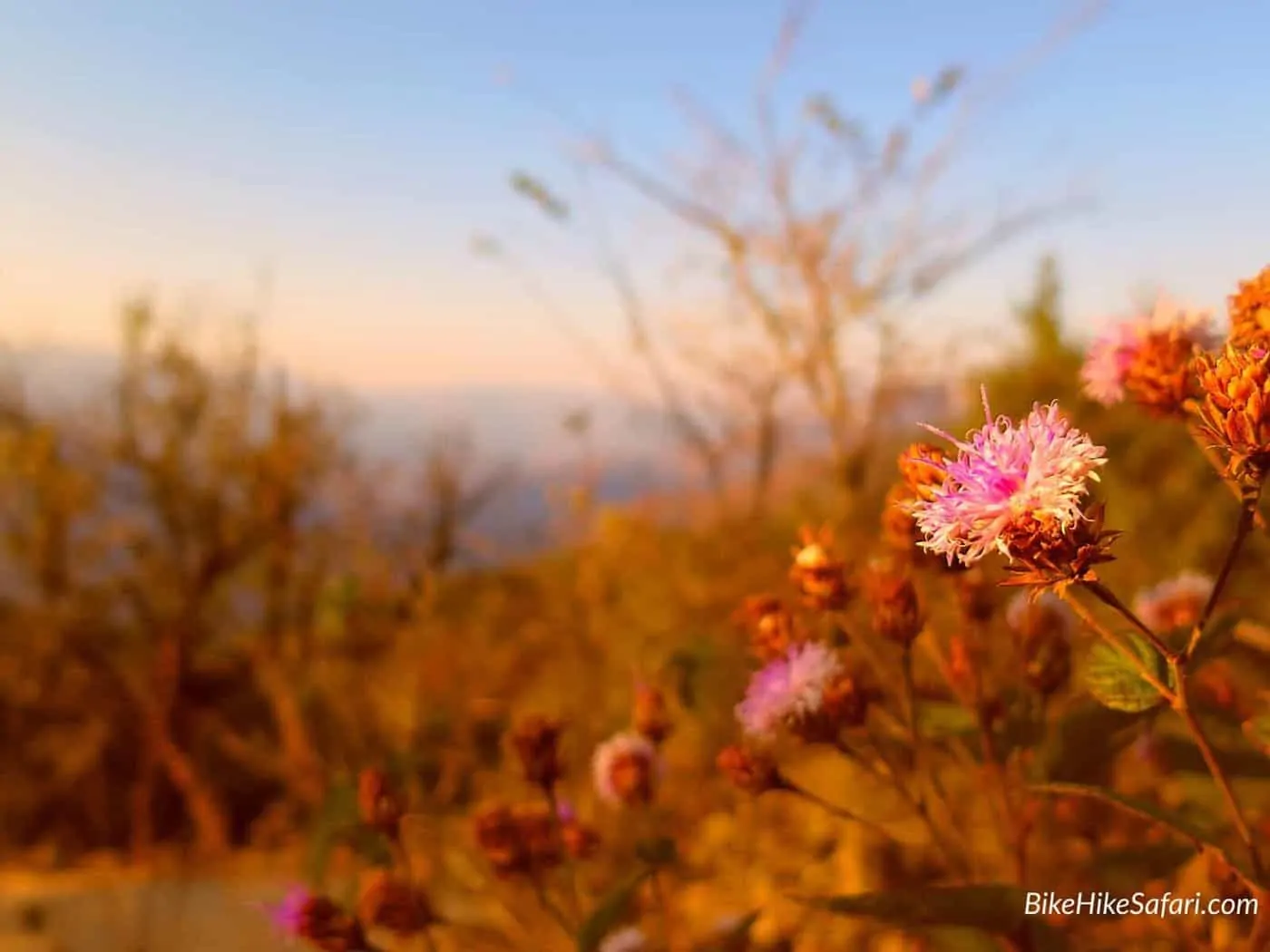 flowers