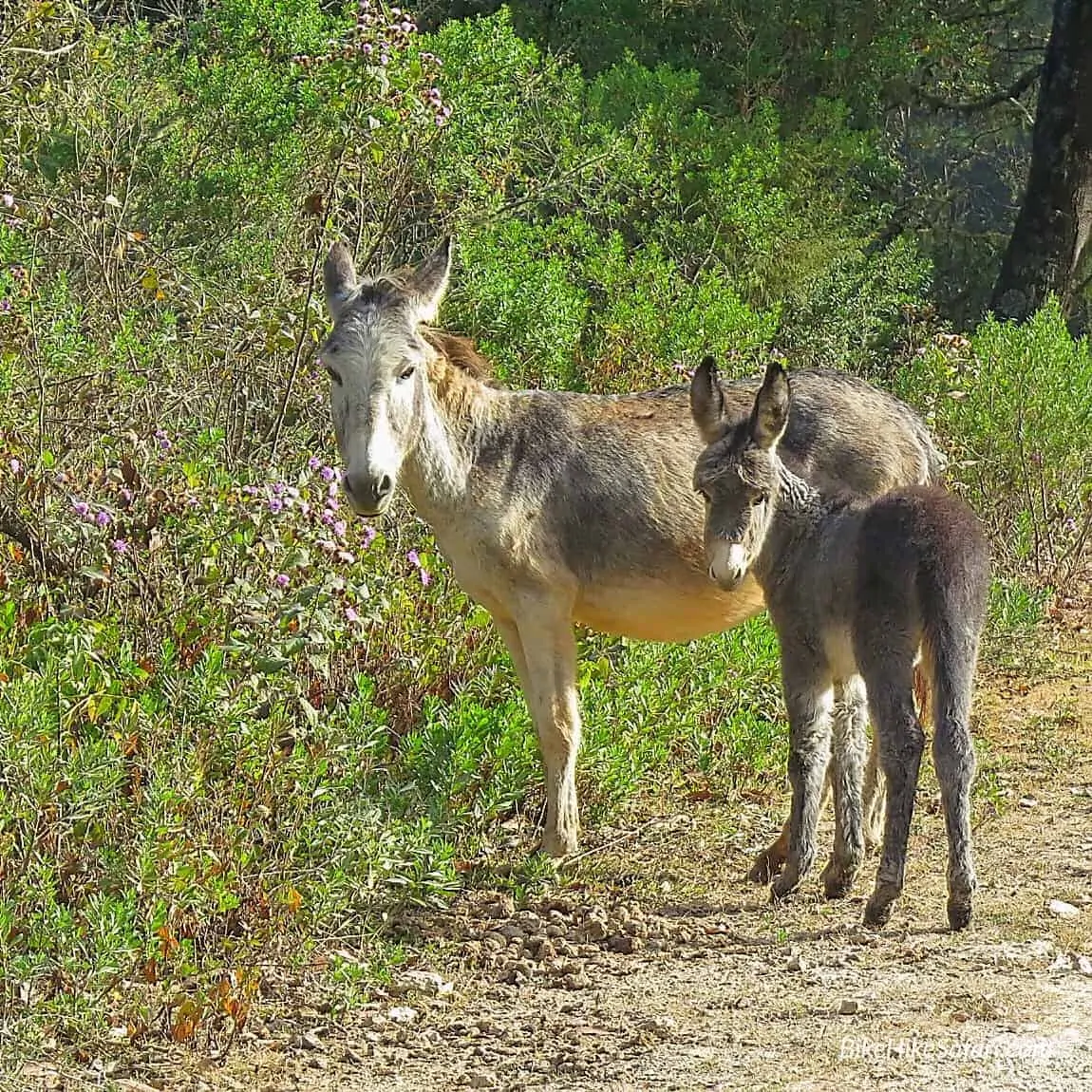 Donkeys