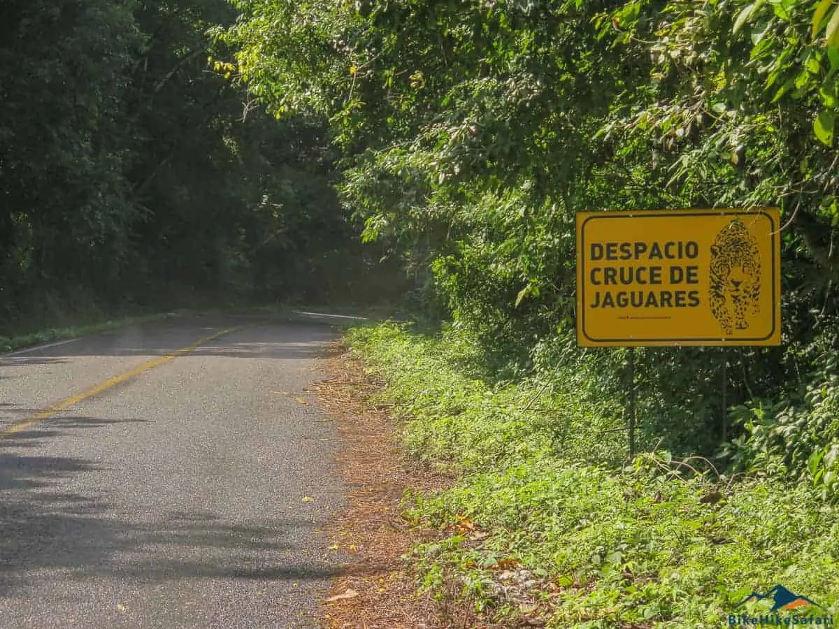 Looking for Jaguars in the Mexican Jungle