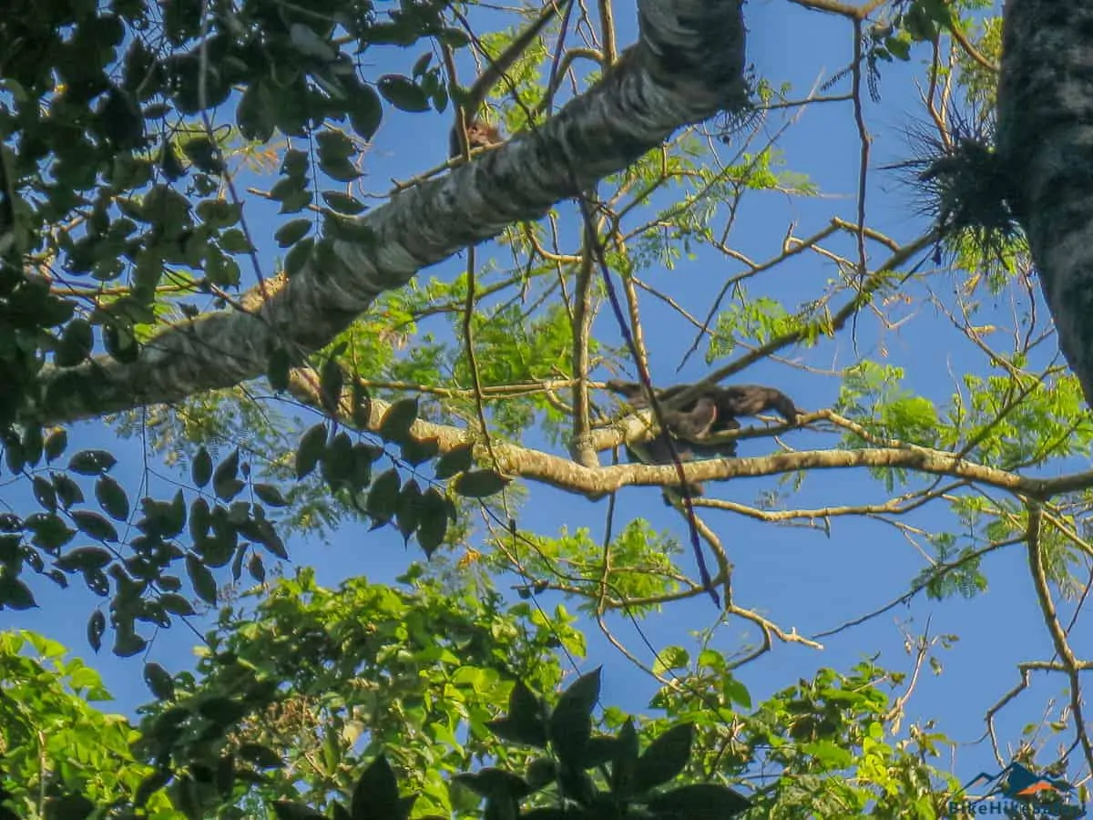 Howler Monkeys at Palenque