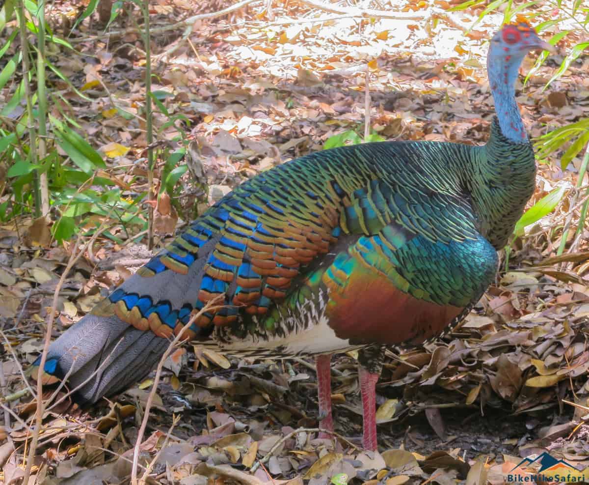 Oscolated Turkey