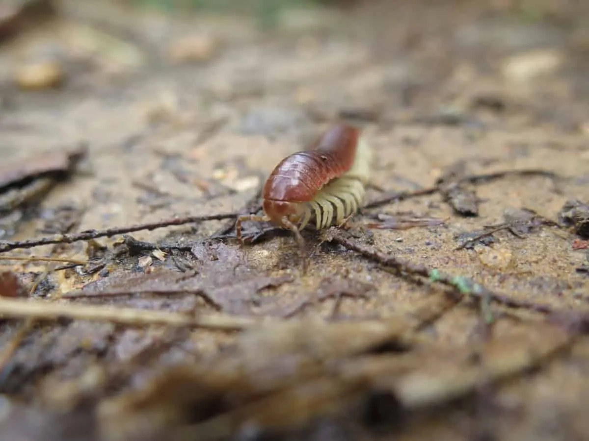 centepede