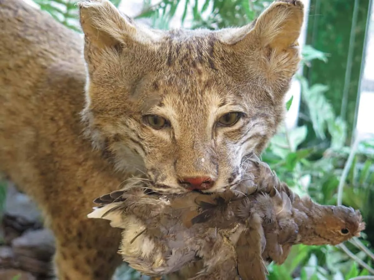 bobcat