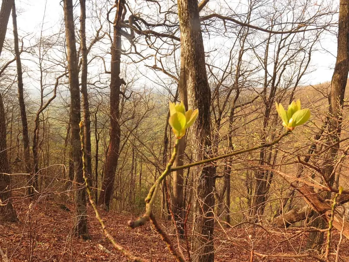 new leaves 