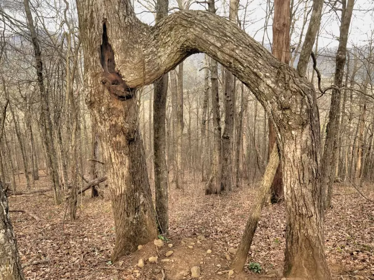 bent tree