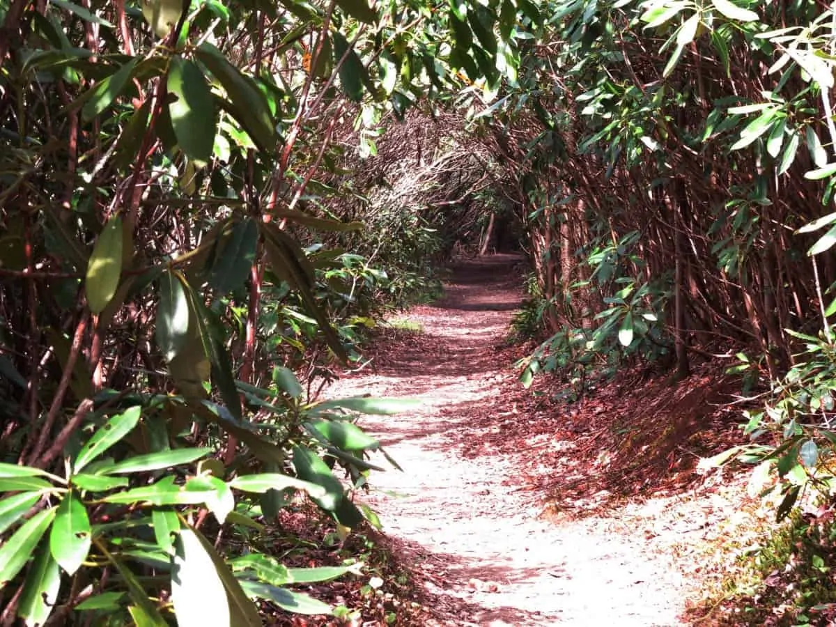 green tunnel