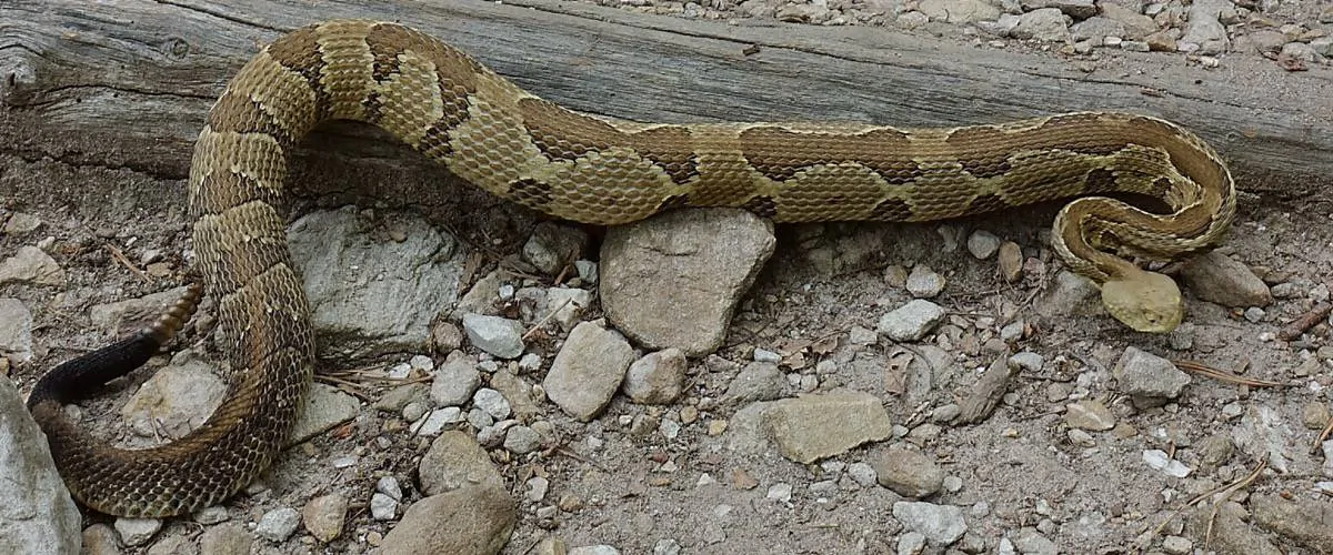 Large Rattlesnake on the Appalachian Trail