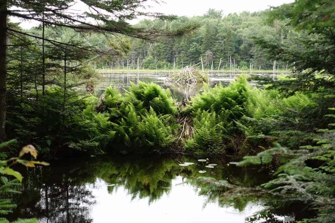 beaver dam