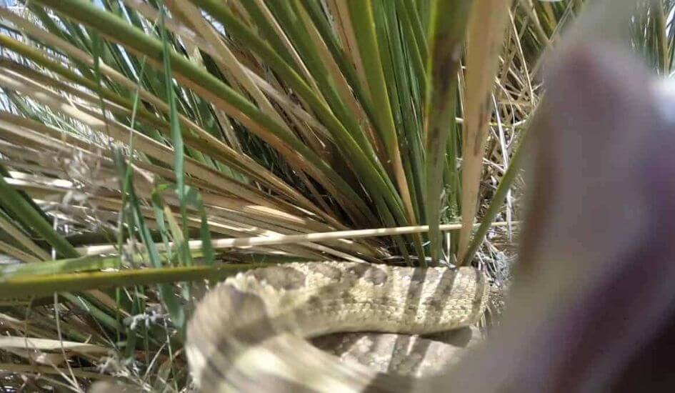 close up of a rattlesnake attack with a hiking camera