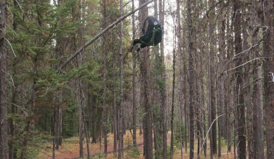 A bear bag hanging in a tree